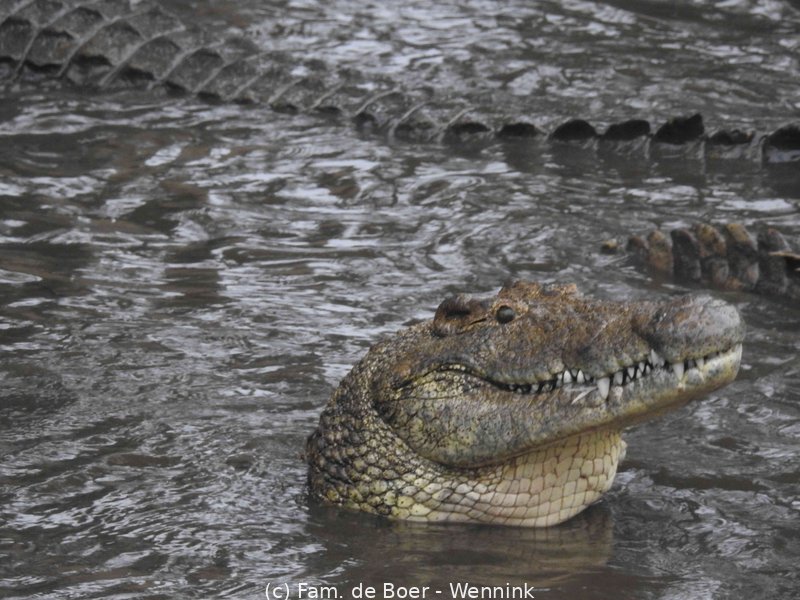 191110_154059-02 Een krokodil moet tijdens het eten een paar keer boven water komen om te ademen.JPG